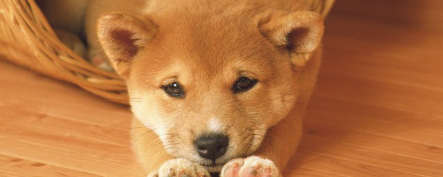 拉布拉多犬特别胆小怎样办 训练拉布拉多犬胆量的技巧