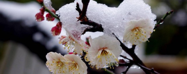 冬日梅花写一段话 描写梅花的话语简介