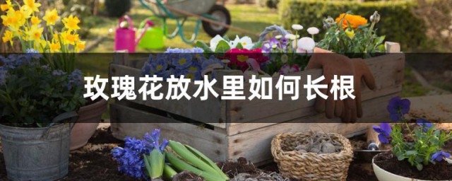 水养玫瑰花生根的技巧 玫瑰花放水里怎样长根