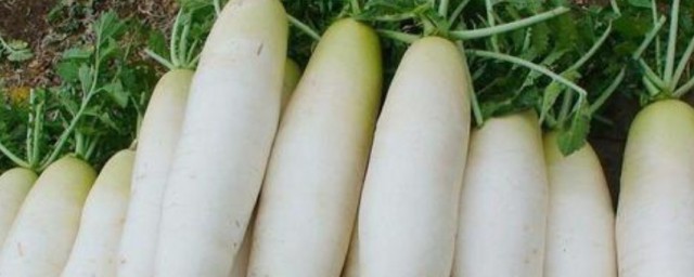 减肥期间为什么不能吃白萝卜 减肥期间能吃萝卜吗