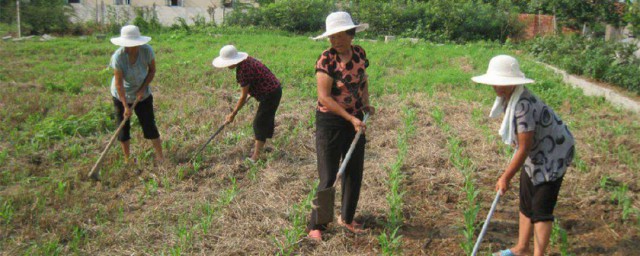 田间除草技巧有哪些 除草技巧简介