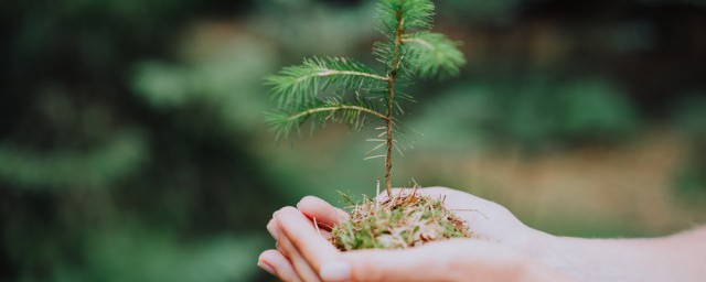 种植园艺的基本方法 园艺种植植物的基础要领