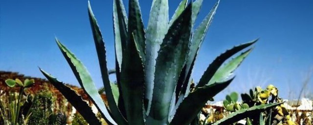 除甲醛最有效办法植物 除甲醛最有效要领植物介绍