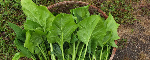 怎样保存菠菜 怎样存放菠菜