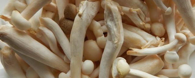 白玉菇怎样保存 白玉菇怎样保存