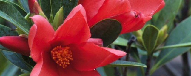 四季杜鹃茶花养护技巧 四季杜鹃茶花怎样养