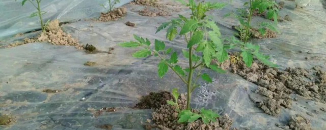 蔬菜苗期倒苗技巧 蔬菜苗期倒苗有什么技巧