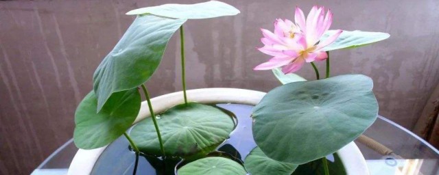 碗莲除虫方式 碗莲如何除虫