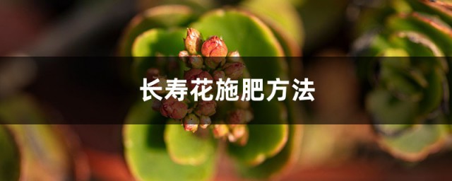长寿花的施肥技巧 长寿花的施肥注意事项