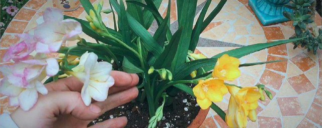 香雪兰浇水的准确办法和办法 香雪兰怎么浇水