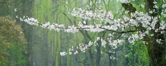 杏花春雨江南写一段话 形容杏花春雨江南的一段话