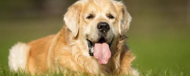 怎样训练金毛犬 怎样训练金毛