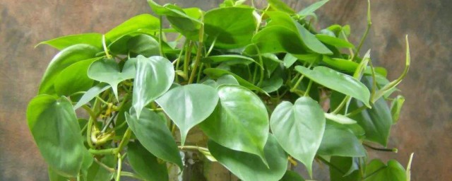 哪些植物适合室内种植 适合室内种植的植物介绍