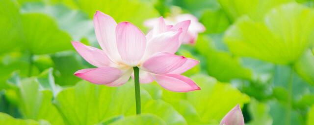 荷花的花语代表什么 荷花介绍