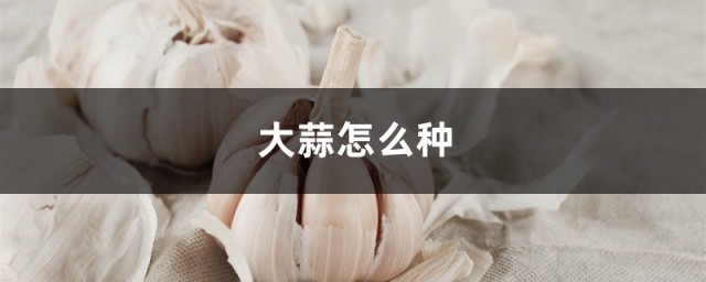大蒜如何种 大蒜种植办法介绍