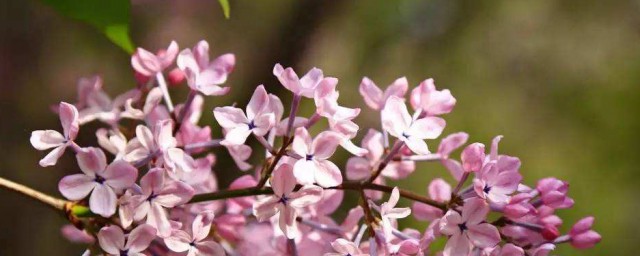 丁香花的寓意代表什么 丁香花介绍