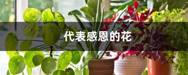 什么花代表感恩 代表感恩的花介绍