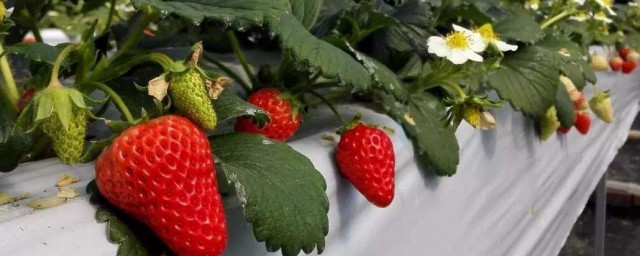 草莓怎样种植收成高 草莓种植收成高需要怎样做