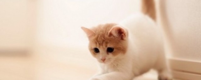 小猫怎样分辨公母 小猫公母怎样区分