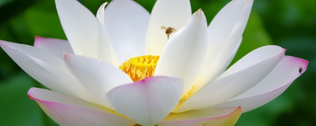 九朵莲花代表什么意思 莲花的简单简介