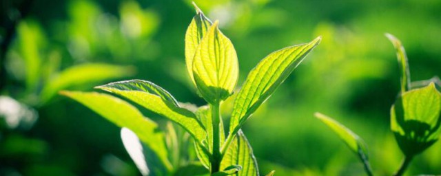 植物是怎样过冬的 植物过冬的技巧