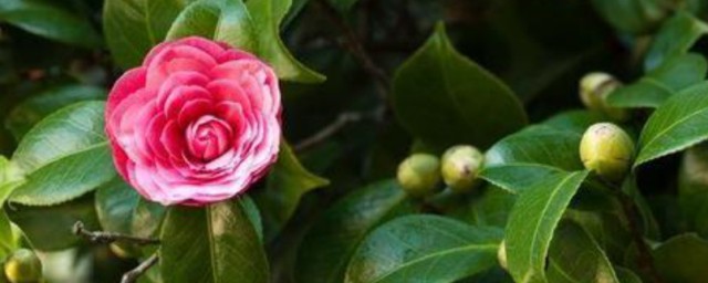 怎样让茶花重新长叶 茶花怎样才能长出新叶子