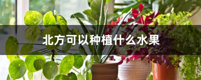 北方适合种什么水果 适合北方种的水果介绍