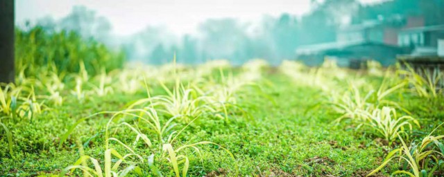 金牧粮草育苗办法 金牧粮草育苗步骤如下