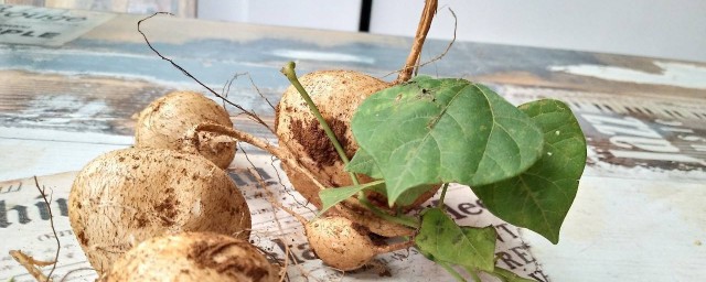 酸沙葛腌制技巧 腌制酸沙葛的做法简介