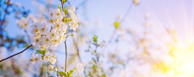 百花盛开美好的景象写一段话 怎样写百花盛开的话语