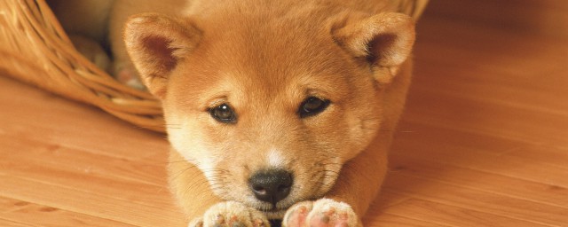 狗狗护食怎样调教 狗狗护食的调教技巧