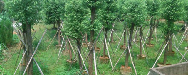 樟树怎样种植不死 樟树怎样种植