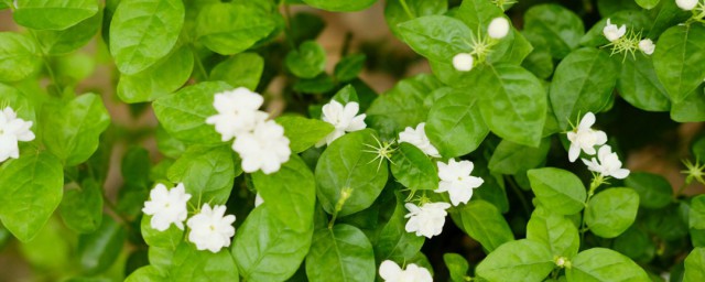 养护茉莉花的要领 茉莉花的养护方式简单介绍