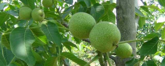 核桃定植技巧 核桃怎样定植