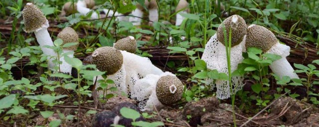 竹荪种植方式 竹荪种植方法介绍