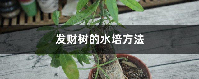 发财树水养技巧 发财树的水培技巧简介