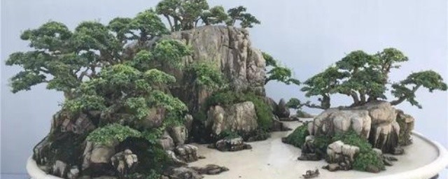 小叶冬青盆景制作要领 小叶冬青盆景养殖要领