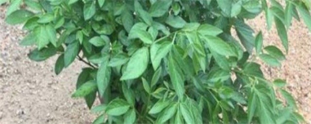 潮汕抹草的种植方式 抹草的种植方法小结