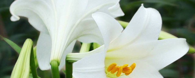 送朋友什么花代表友谊 代表友谊的3种花介绍