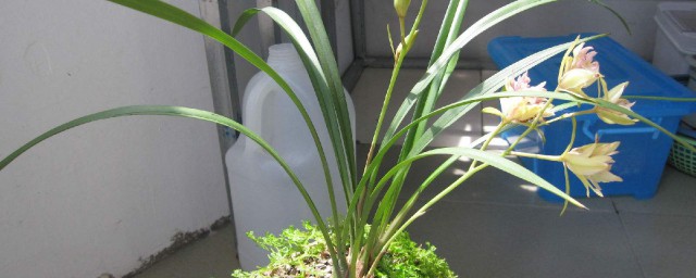 种植兰花的技巧 兰花种植技巧简介