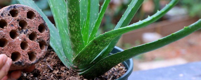 芦荟移植技巧 芦荟怎样移植