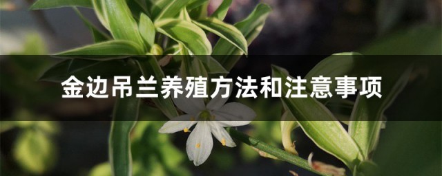 金边吊兰养护方式 金边吊兰养殖办法和注意事项