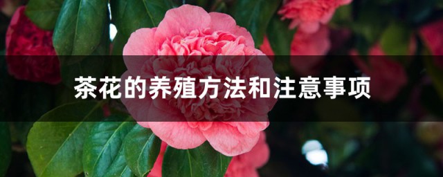 野生茶花养护技巧 茶花的养殖技巧和注意事项