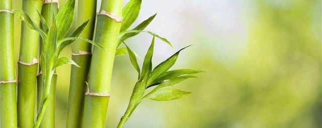 竹子移植办法 竹子如何移植
