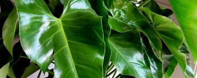 植物绿宝石的扦插要领 绿宝石如何扦插
