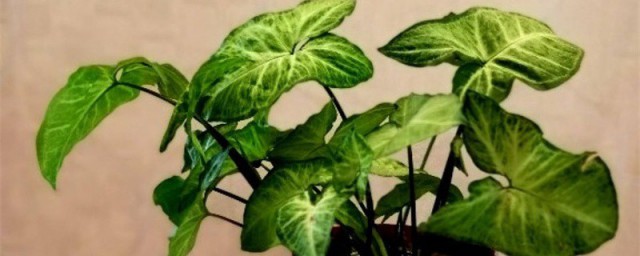 合果芋养护技巧 怎样养殖合果芋