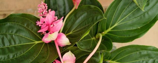 宝莲灯花盆栽养殖技巧 宝莲灯花的养殖技巧