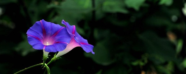 牵牛花的特点写一段话 描述牵牛花的特点的一段话