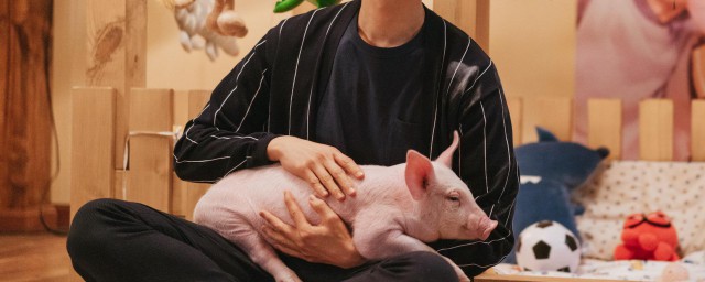 养猪喜欢是什么意思 网络上饲养员是什么意思