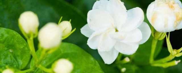 茉莉花代表什么 茉莉花花语是什么意思